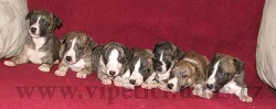  whippet - vipet