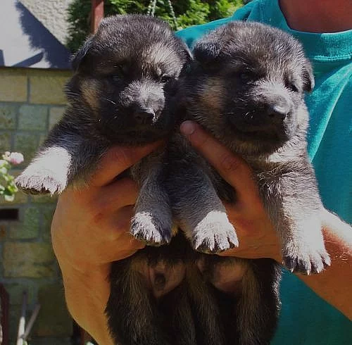 Německý ovčák - štěňátka s PP