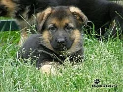 Německý ovčák - štěňata s průk.původu