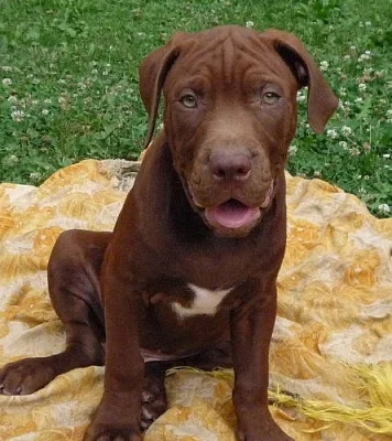 pitbull red nose