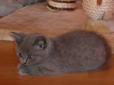 Britská koťata modrá a lilová 