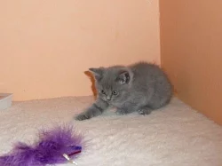 Britská koťata modrá a lilová
