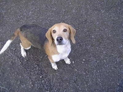 Beagl