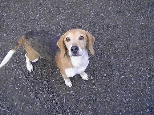 Beagl