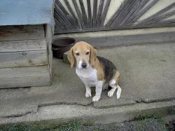 Beagl