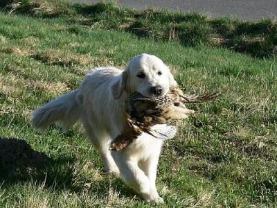 Zlatý retriever - štěňátka s PP