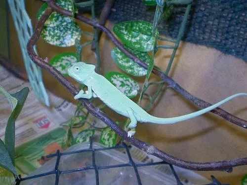 Chameleon jemenský ( Chamaeleo calyptratus )