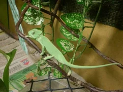 Chameleon jemenský ( Chamaeleo calyptratus )