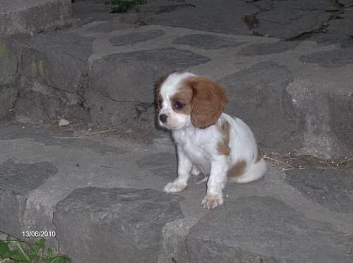 Kavalír king charles španěl