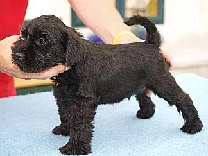 Knírač malý černý