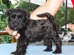 Knírač malý černý