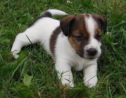 Jack Russell terrier s PP - jen kluci