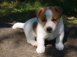 Jack Russell terrier s PP - jen kluci