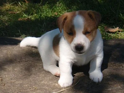 Jack Russell terrier s PP - jen kluci