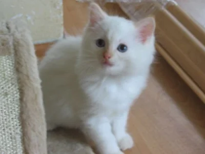 Koťátka ragdoll s PP