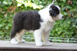 Australský ovčák - velmi perspektivní pejsek