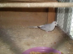 Holoubek Diamantový