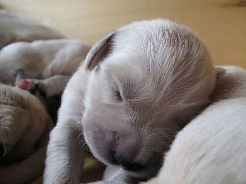 Zlatý retriever - štěňata