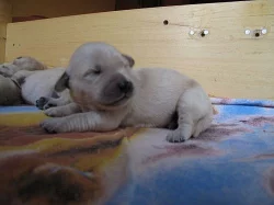 Zlatý retriever - štěňata