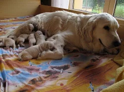 Zlatý retriever - štěňata