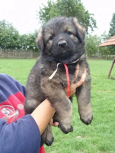 Německý ovčák čistokrevná štěňata bez PP