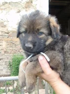 Německý ovčák čistokrevná štěňata bez PP