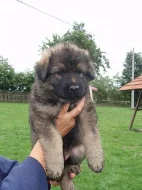 Německý ovčák čistokrevná štěňata bez PP