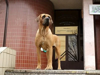 Tosa Inu – zadáme štěňátka, jediné krytí v ČR