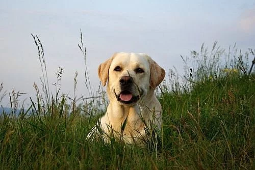 Nabízím labradora ke krytí