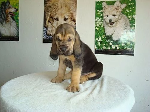 Bloodhound