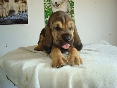 Bloodhound