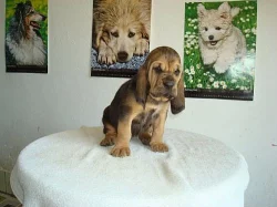 Bloodhound