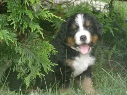 Bernský salašnický pes s PP - štěňata