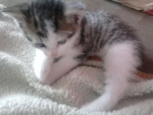 Daruji nádherné kotě