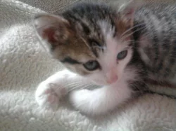 Daruji nádherné kotě