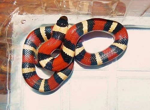 L.T.Campbelli apricot