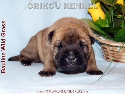 štěňata SHAR-PEI