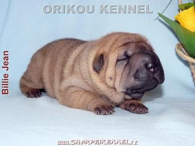 štěňata SHAR-PEI