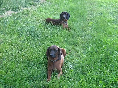 Prodáme štěňátka bavorského barváře