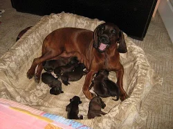 Prodáme štěňátka bavorského barváře