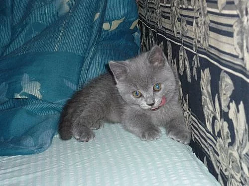 Britská modrá koťátka