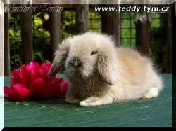 Zakrslí TEDDY králíčci