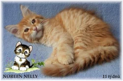 Mainská mývalí koťátka s PP