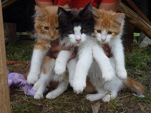 KOŤATA MAINSKÁ MÝVALÍ KOČKA (MAINE COON)