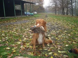 Nova scotia duck toll.retrívr