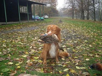 Nova scotia duck toll.retrívr