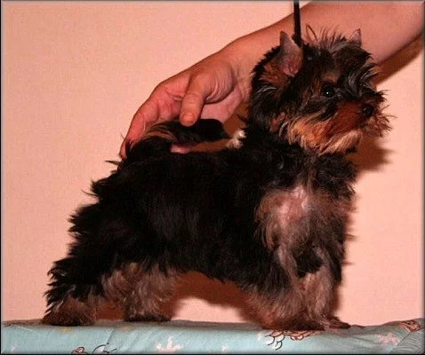 Yorkshire terrier - pejsek