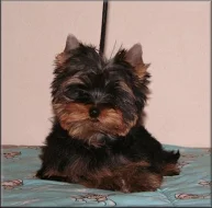 Yorkshire terrier - pejsek