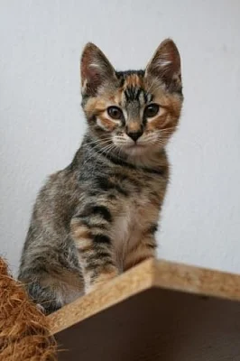 KURILSKÝ BOBTAIL s PP vrh D