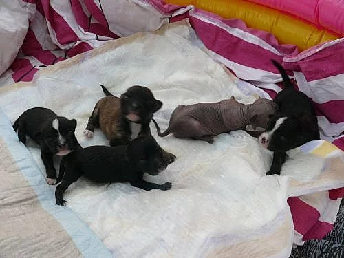 prodám štěňata peruánského naháče